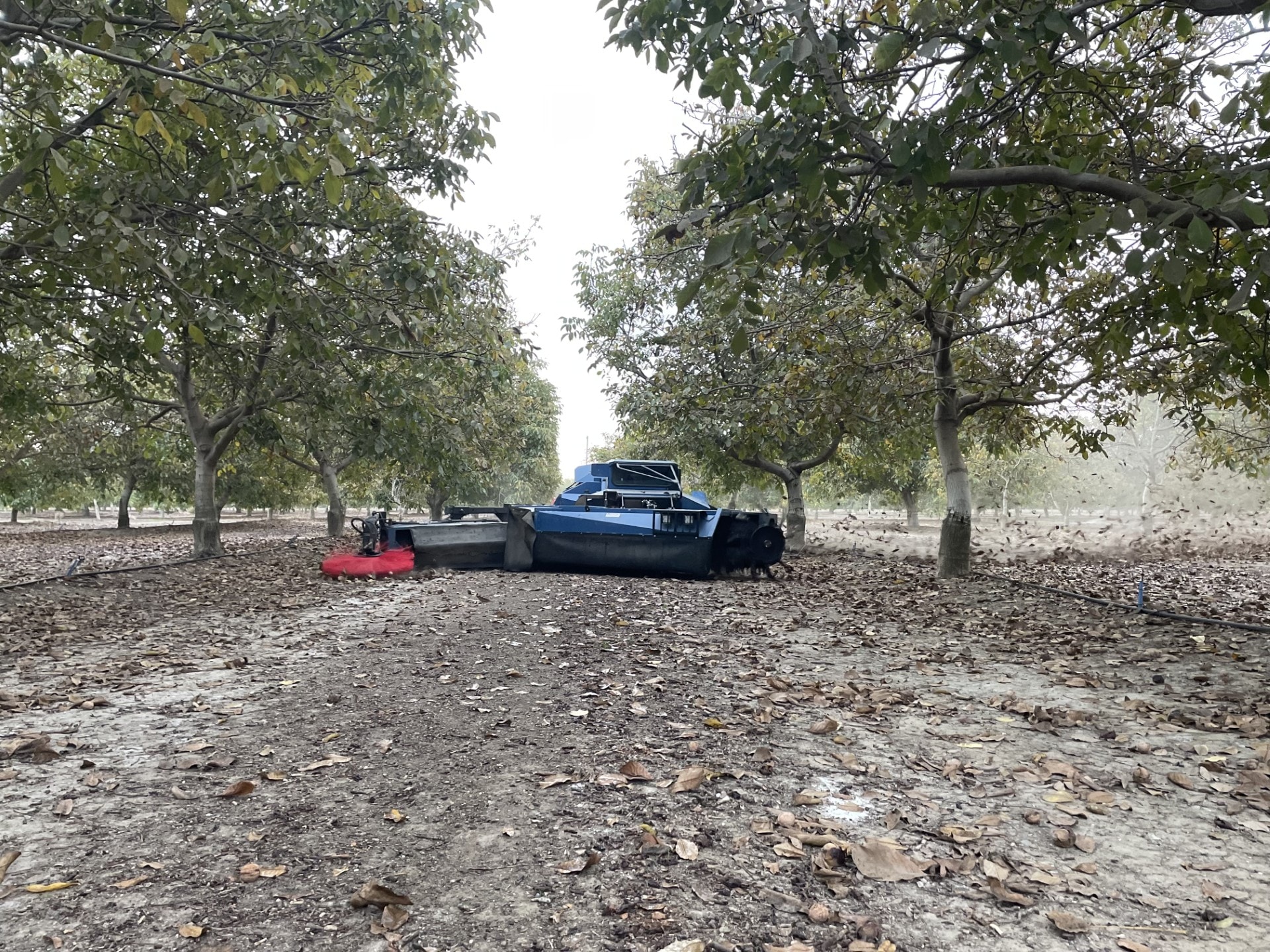 Rotary sweeper forming windrows in an almond orchard
